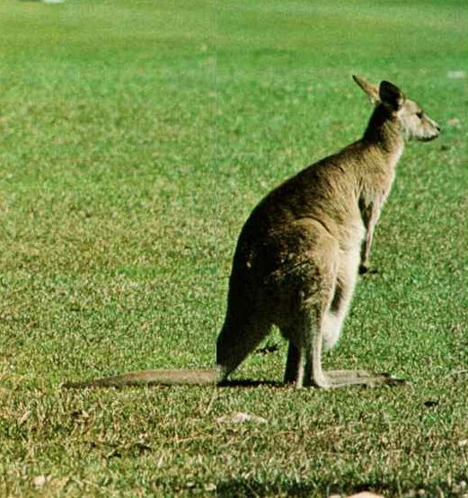 Kangaroo08-Standing on grass-RearView.jpg