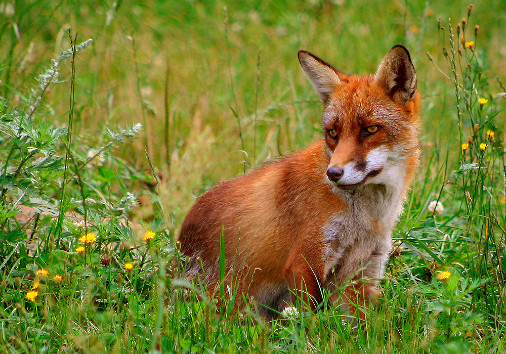 Fox, Red.jpg