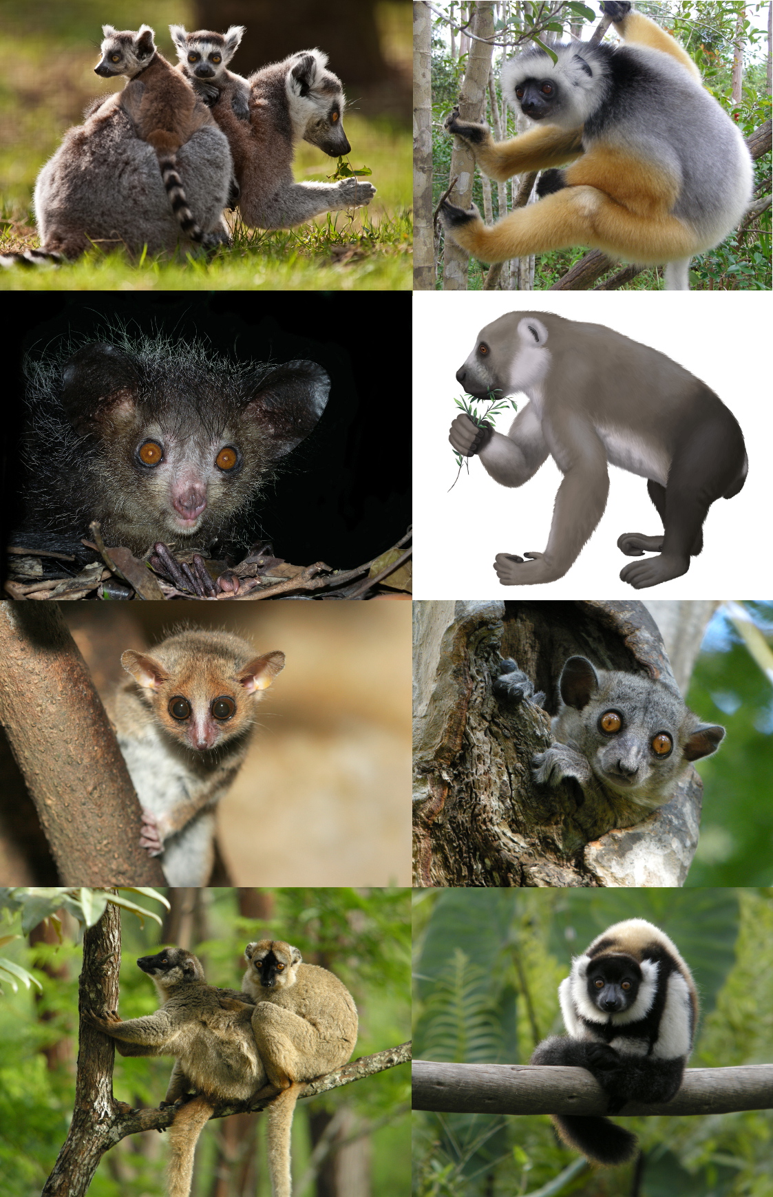Lemurs in real life.jpg